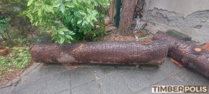 Трупи от дърво