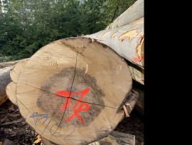 Бук Трупи за фурнир |  Твърдо дърво | Трупи | SF WOOD, s. r. o.