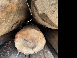 Бук Трупи за фурнир |  Твърдо дърво | Трупи | SF WOOD, s. r. o.