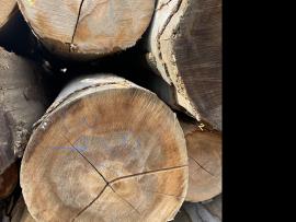Бук Трупи за фурнир |  Твърдо дърво | Трупи | SF WOOD, s. r. o.