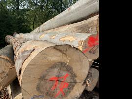 Бук Трупи за фурнир |  Твърдо дърво | Трупи | SF WOOD, s. r. o.