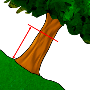 Измерване - Диаметър на височина #2